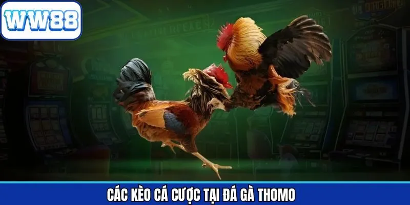 Khám phá những hình thức đặt kèo cược Thomo nổi bật