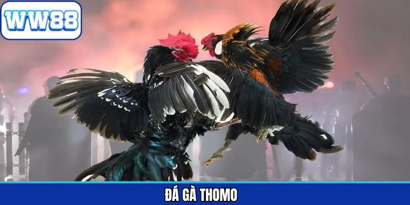 Đá Gà Thomo – Nơi Hội Tụ Những Trận Đấu Kịch Tính Tại WW88