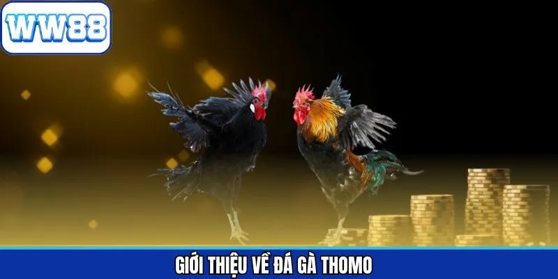 Tổng quan về chọi kê Thomo dành cho người chơi